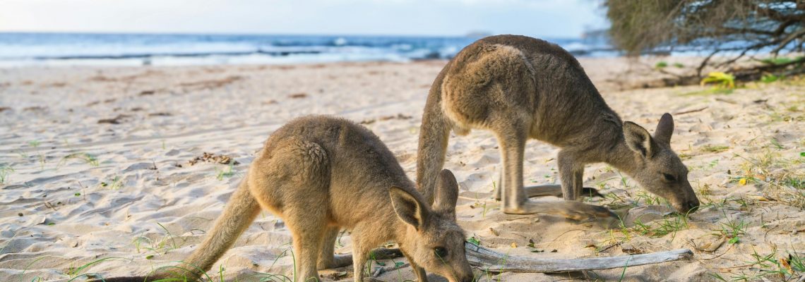 Windscreen stone chip repai